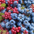 40 Tea Berry Shrub Seeds, Witherod Variety, Edible Fruits, Viburnum cassinoides, Perfect for Gardens and Landscaping
