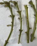Nabal Avocado Scions for Grafting - 2-3 Grafts per Scion - Persea americana Budwood