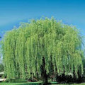 Weeping Willow Cuttings - 10 Unrooted Cuttings - Salix babylonica - Fast Growing, Loves Water