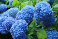 Blue Hydrangea Plant - 3" to 8" Fully Rooted Cutting - Hydrangea macrophylla