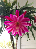 Epiphyllum Cuttings - Mystery Color - Cactus Succulent - US Seller