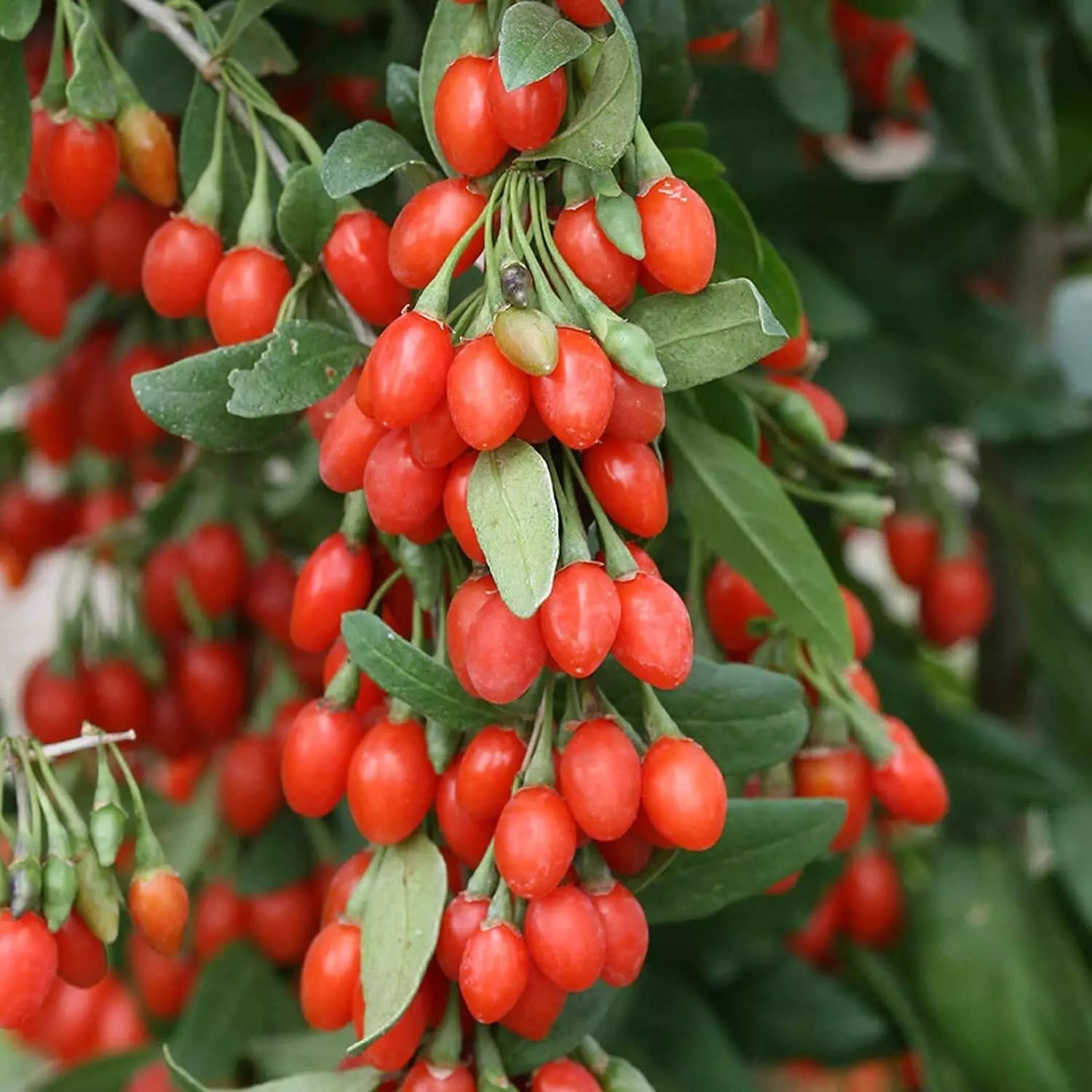 Goji Berry Seeds - 10 Count - Exotic Fruit Tree - Lycium barbarum