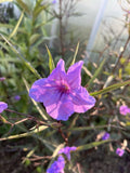 Flowering Mexican Petunia Cuttings - 12 Unrooted Stem Cuttings (Ruellia simplex) for Garden or Indoor Planting