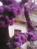 Eastern Redbud Tree Cuttings 4 + 2, Cercis canadensis, Pink Flowers, Heart-Shaped Leaves, Garden, Landscape, Small Tree