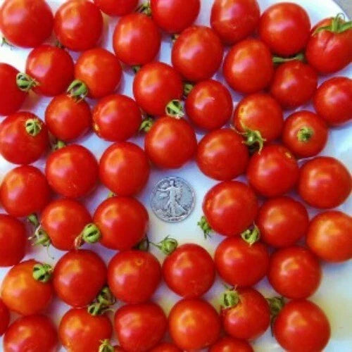 Tommy Toe Cherry Tomato Seeds 25 Pack, Australian Award-Winning Solanum lycopersicum, Sweet Juicy Fruit, Compact Growth