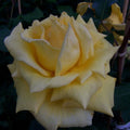 Climbing Rose Plant 2-Year-Old Royal Gold Everblooming Yellow Rosa 'Royal Gold' for Garden, Trellis, Fence