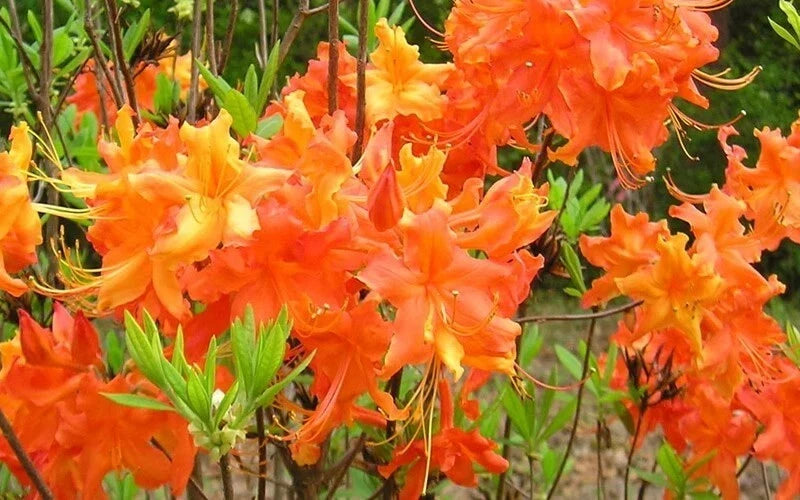 Aromi Azalea Plant - Frontier Gold Rhododendron Hybrid - Well Rooted - May Be Dormant - Ideal for Gardens