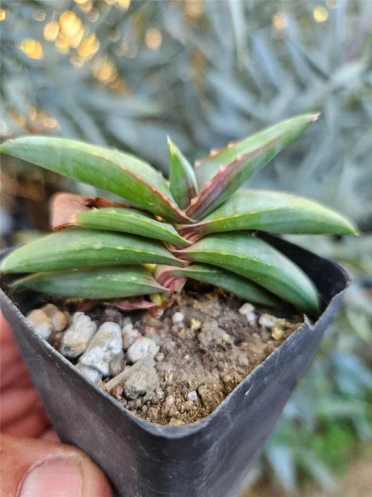 Aloe Pearsonii Small Rooted Cutting - Succulent Plant for Indoor Gardening, Natural Home Decor, Aloe Vera Variety