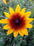 Gloriosa Daisy Seeds - 50+ Heirloom Rudbeckia hirta Annual Seeds for Bright Yellow and Orange Flowers