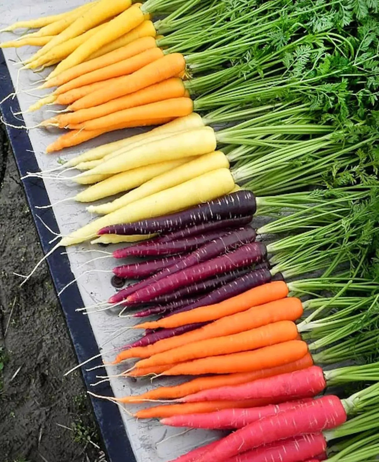 Rainbow Carrot Seeds Mix - 100+ Non-GMO Heirloom Organic Seeds - Fresh Gardening Variety
