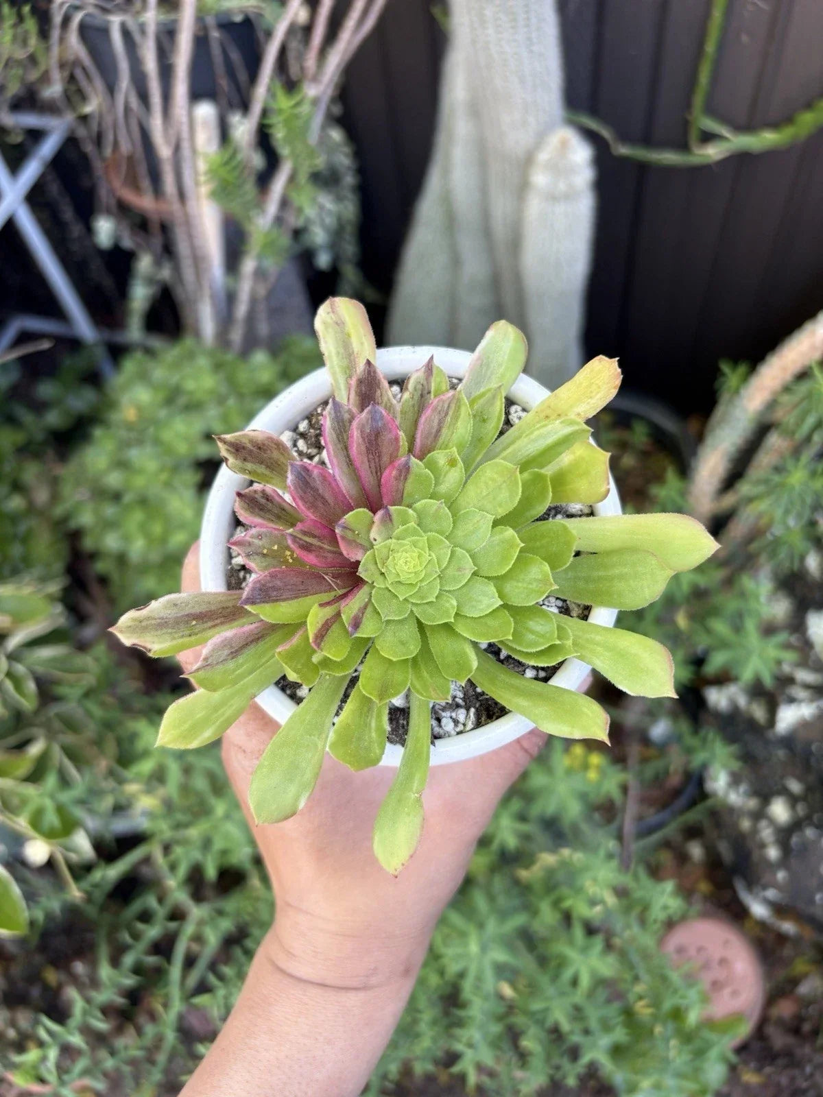 Aeonium Cuttings - Succulent Plant Cuttings - Varied Colors - Aeonium spp.