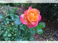 Rose Cuttings - Glowing Sunset Variety - Vibrant Pink and Orange Shades - Rosa spp. for Garden & Floral Arrangements