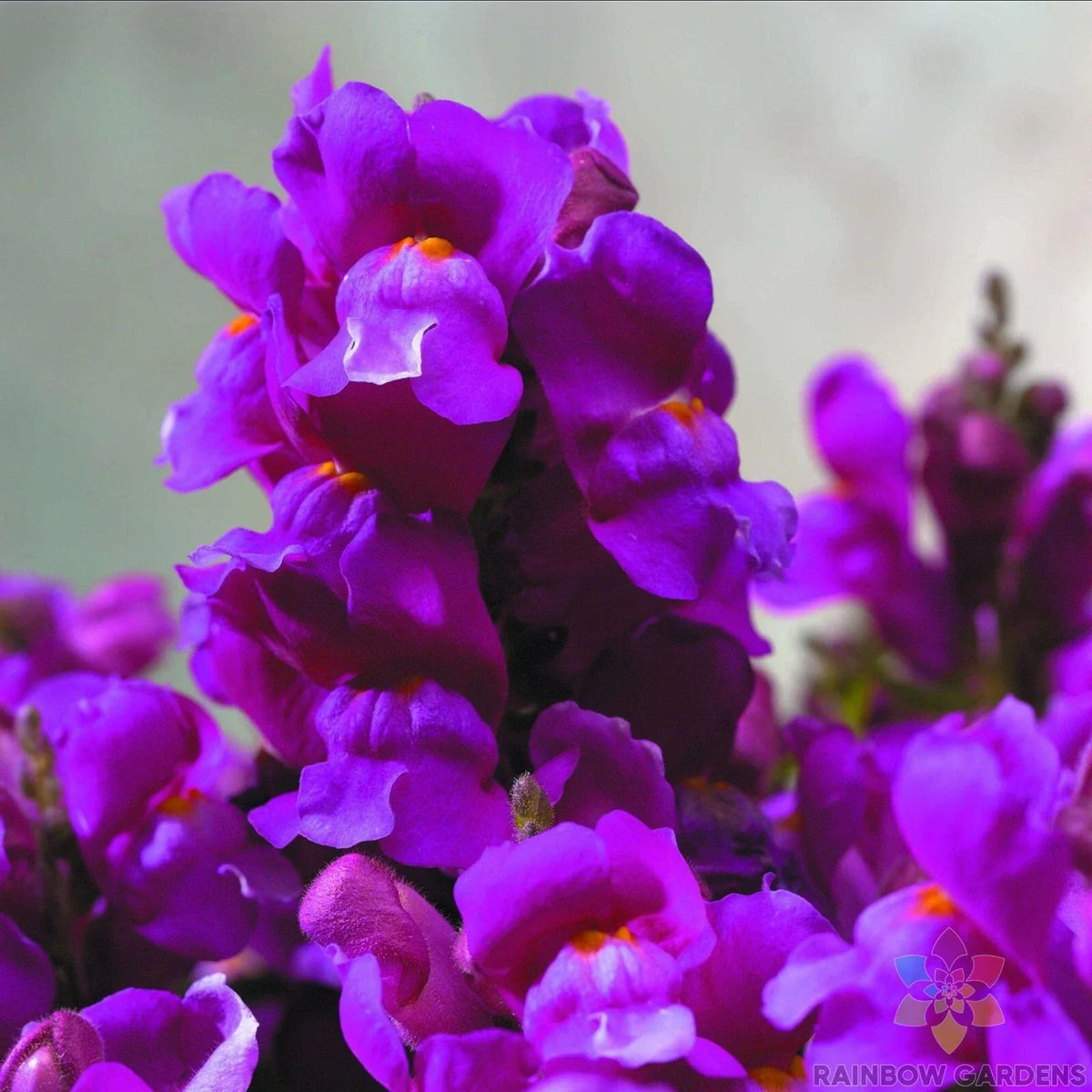 Purple Snapdragon Seeds - 1000 Count, Antirrhinum majus, Floral Showers Variety, Annual Garden Planting, Vibrant Purple Blooms