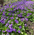Purple Wild Violet Rhizomes 60+ Organic Bareroot Viola Perennial Edible Plant
