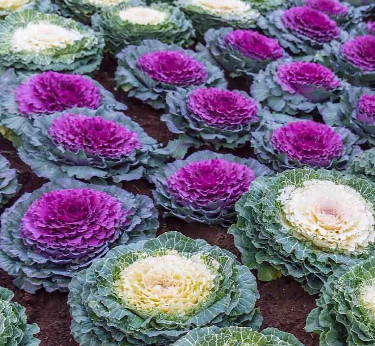 Ornamental Cabbage Seeds 25 Pack - Brassica Oleracea - Colorful Foliage for Gardens & Landscaping