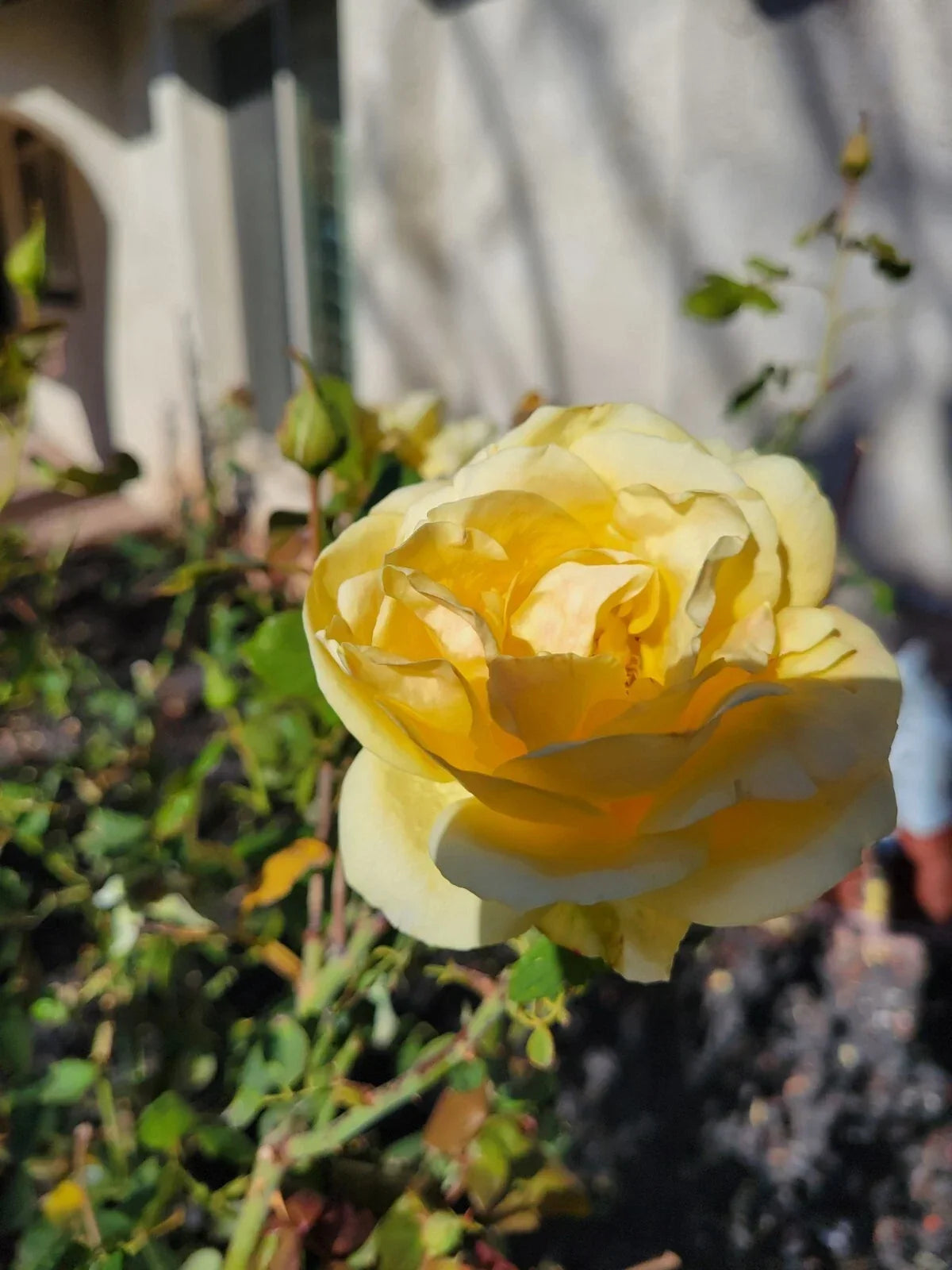 St. Patrick Rose Cuttings 4 Pack - Vibrant Yellow Blooms, Fragrant, Rosa 'St. Patrick' for Garden & Container Planting