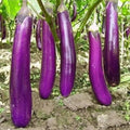 Long Purple Eggplant Seeds - 400+ Heirloom Organic Non-GMO - Perfect for Home Gardening - Solanum melongena