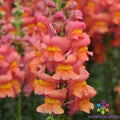 Potomac Orange Snapdragon Seeds - 1000+ Antirrhinum majus Annual for Garden Borders & Containers