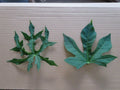 Chaya Maya Edible Tree Cuttings Set of 6 – Deeply Lobed & Maple Leaf Varieties – Cnidoscolus aconitifolius