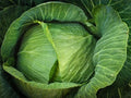 Heirloom Brunswick Cabbage Seeds – Non-GMO, Pack of 1000+ for Home Gardening & Farming, Brassica oleracea var. capitata