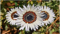 Italian White Sunflower Seeds - Heirloom Non-GMO Helianthus annuus for Tall Cut Flowers, White Blooms, Pollinator Attractant, Packet of 100+