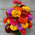 California Giant Zinnia Seeds - Rainbow Rose Color - Flower Seed for Garden - Zinnia elegans