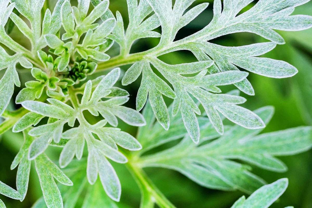 Absinthe Plant Seeds - 100 Count - Common Wormwood - Artemisia Absinth - Herb Garden Seeds for Planting