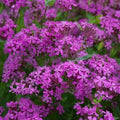 Catchfly Seeds - 2000 Non-GMO Purple Flower Seeds for Rock Gardens, Borders, and Meadows - Silene armeria