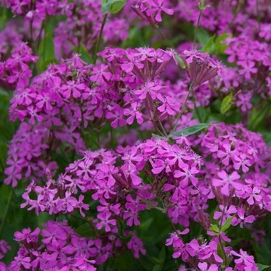 Catchfly Seeds - 2000 Non-GMO Purple Flower Seeds for Rock Gardens, Borders, and Meadows - Silene armeria
