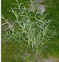 Jumbo Hybrid Willow Cuttings - 6 Pack, Thick 5/8 to 1 Inch, Salix × sepulcralis
