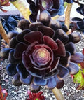 Black Rose Aeonium Cutting - Deep Dark Purple Succulent - Aeonium Arboreum Zwartkopf