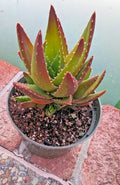 Golden Toothed Aloe Plant - 7" Large Mature Aloe Nobilis Succulent for Indoor Outdoor Gardens