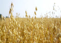 Oats Seeds for Planting - Non-GMO - Organic Oat Seeds - Avena sativa