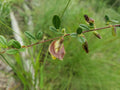 Royal Snoutbean Seeds – Organic 5+ Rhynchosia cytisoides Native Florida Plant for Pollinator Gardens