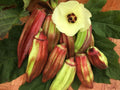 Texas Hill Country Red Okra Seeds - Heirloom, NON-GMO, Fresh - 50+ Seeds (Abelmoschus esculentus)
