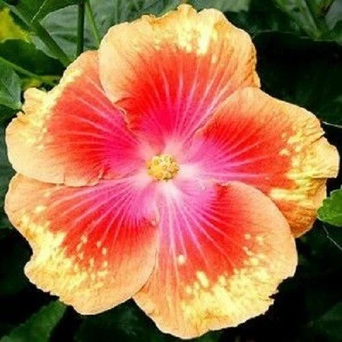 Hibiscus rosa-sinensis Seeds - 20 Pink Yellow Perennial Flower Seeds for Garden Beds & Containers