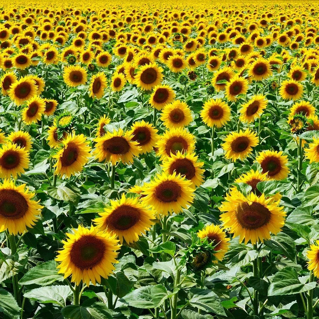 Mammoth Grey Stripe Sunflower Seeds - NON-GMO Helianthus annuus Bulk Pack for Planting, Tall, Bright Yellow Flowers