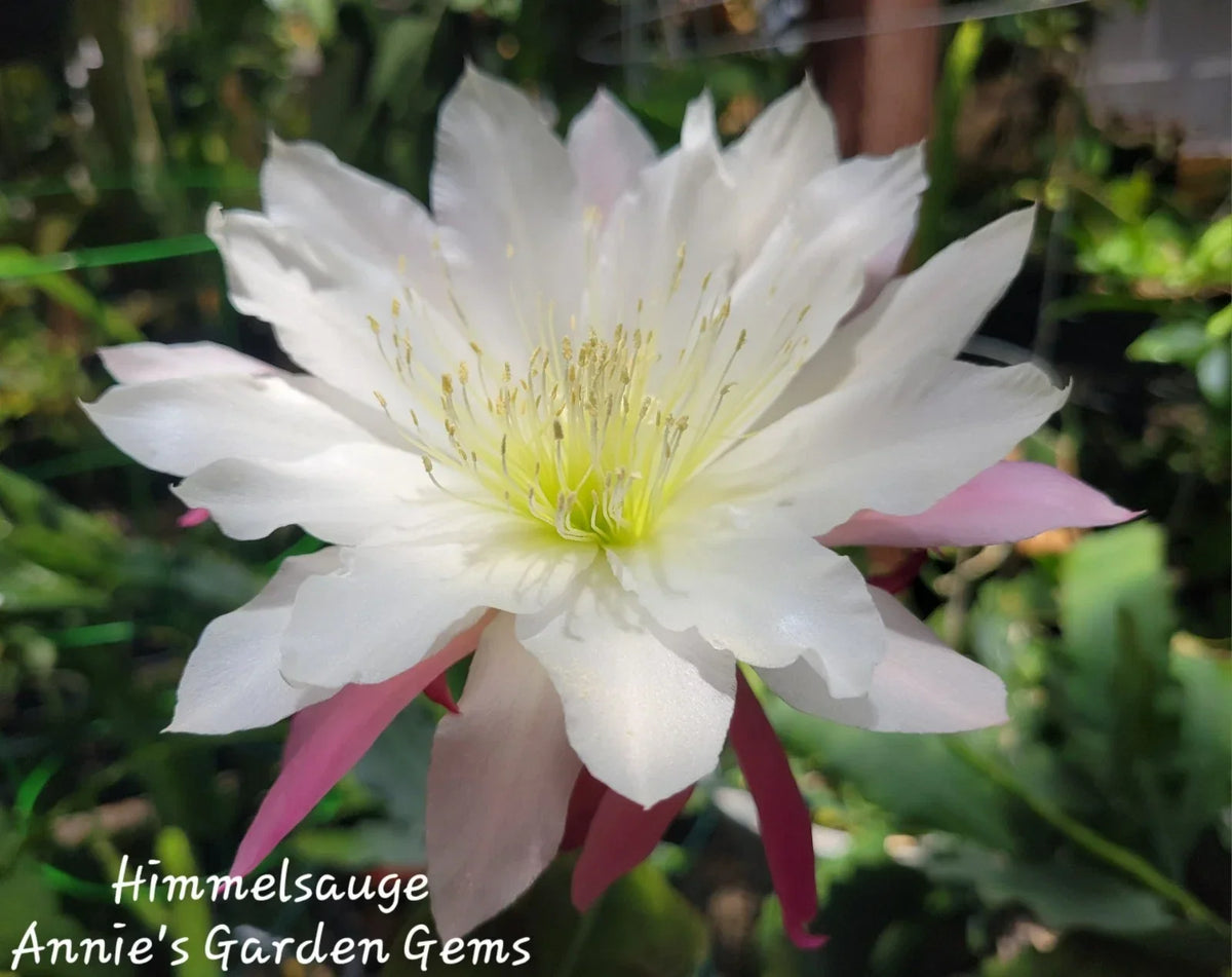 Epiphyllum Himmelsauge Cuttings - Orchid Cactus, 8-10 Inches, Indoor & Outdoor Propagation, Epiphyllum oxypetalum