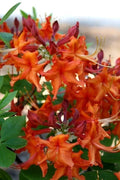 Red Pepper Aromi Azalea Starter Plant - Rhododendron Deciduous Small - Vibrant Red Blooms