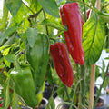 Sweet Marconi Rosso Pepper Seeds, Non-GMO, Italian Capsicum annuum, Culinary, Red, Seed Packets