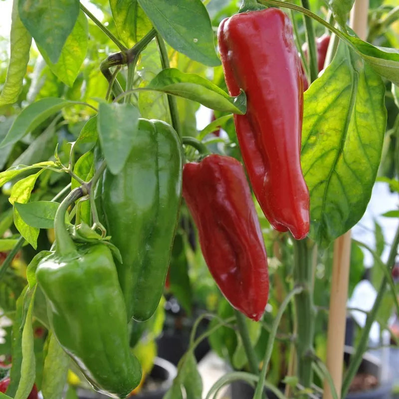 Sweet Marconi Rosso Pepper Seeds, Non-GMO, Italian Capsicum annuum, Culinary, Red, Seed Packets