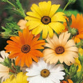 African Daisy Seeds - Heirloom Non-GMO Flower Seeds - Osteospermum - Packet of Seeds for Garden Beds & Containers
