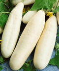 White Wonder Cucumber Seeds – Heirloom, Non-GMO, Cucumis sativus, Pack of 50+ Vegetable Garden Seeds