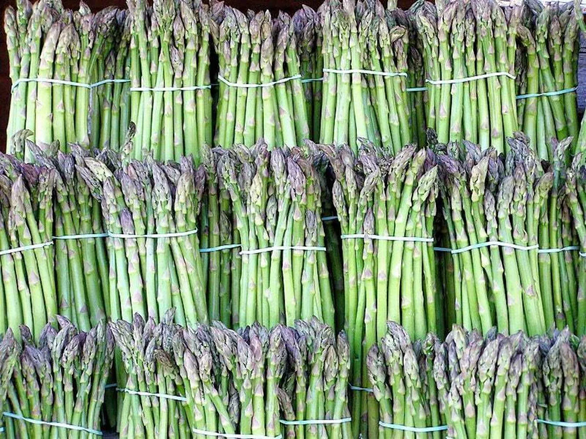 Asparagus Seeds - Organic Heirloom UC72 - Non-GMO, Mary’s Granddaughter Variety, Perennial Vegetable Seed