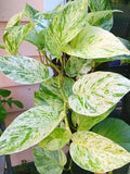 Snow Marble Queen Pothos Cuttings - 3 Fresh Cuttings - Epipremnum aureum - No Roots - Indoor Plant Propagation Supplies