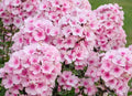 Phlox Seeds - 100+ Bright Eyes Variety for Garden Planting - Phlox paniculata - USA