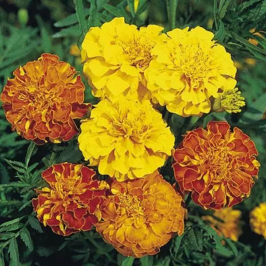 French Marigold Seeds Bonita Mix Dwarf Tagetes patula, Non-GMO, Heirloom, 200 Seeds