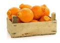 Tangelo Orange Seeds - 5+ Pack for Garden Planting - Citrus reticulata - USA Grown - Fast Shipping