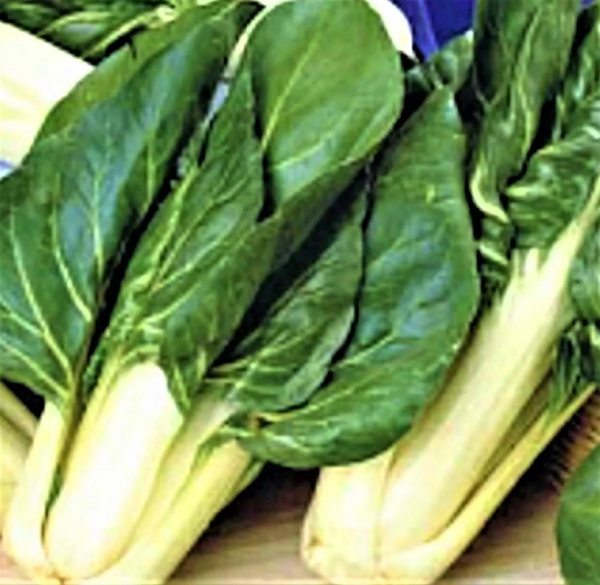 Swiss Chard Seeds 100+ Barese Variety Non-GMO for Home Gardening - Beta vulgaris subsp. cicla Seed Packet