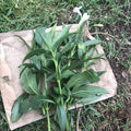 White Mexican Petunia Cuttings - 4 Live 6-8" Ruellia Tuberosa Unrooted Plant Clippings